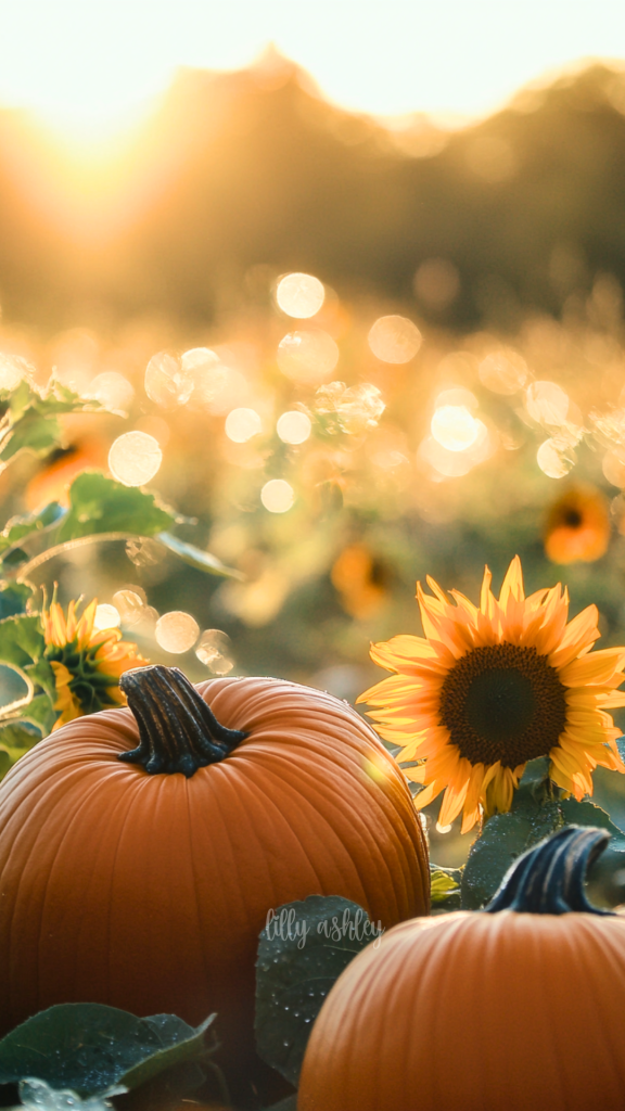 New for Fall: Sunflower Pumpkins Wallpaper Collection - Lilly Ashley Design